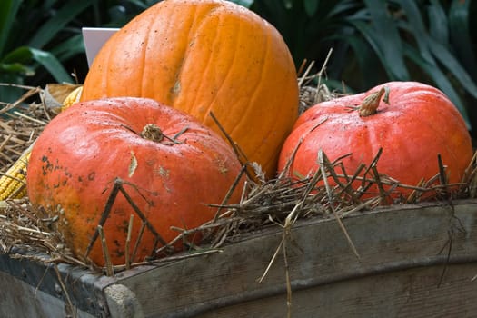 Pumpkin Time