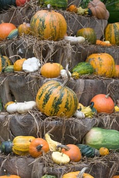 Pumpkin Time
