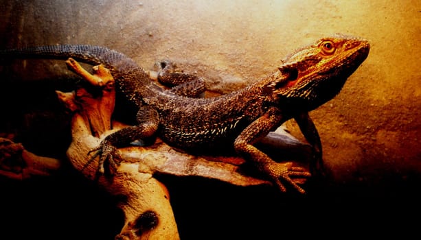 Bearded dragon