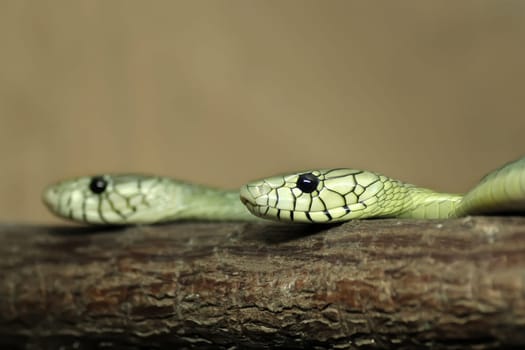 Two Green Mambas