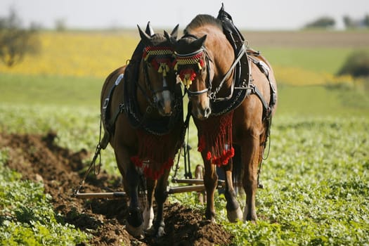 Workhorses