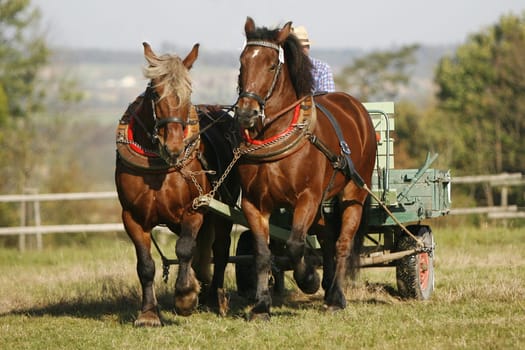 Workhorses