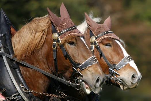 Workhorses