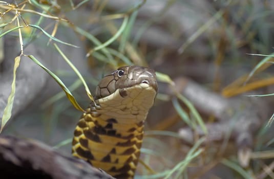 King Cobra (2)