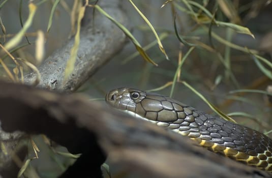 King Cobra (3)