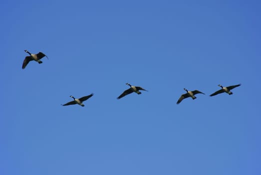For some time they flew over my property every day,sometimes more and sometimes less. They always announce themselves by loud trumpeting