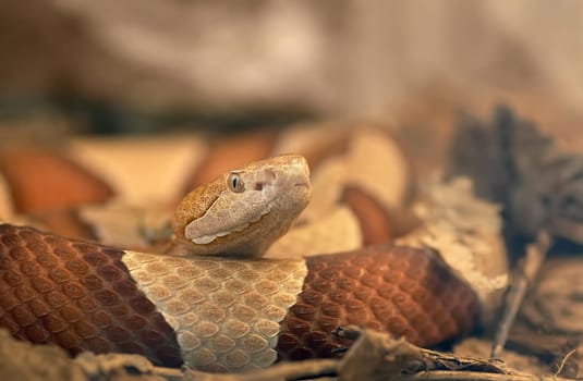 North American Copperhead (1)