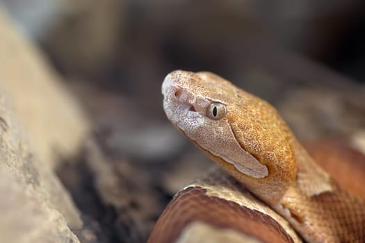 North American Copperhead (2)