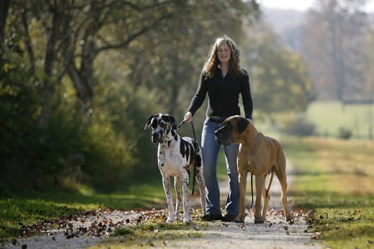 Woman with 2 great mastiffs