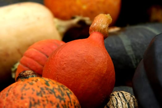 ORNAMENTAL PUMPKIN