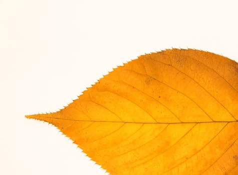 Leaf Ship