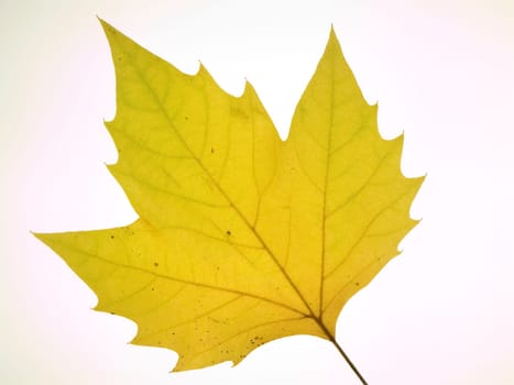 Yellow Leaf