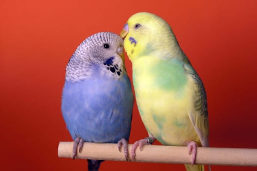 Budgie Friends