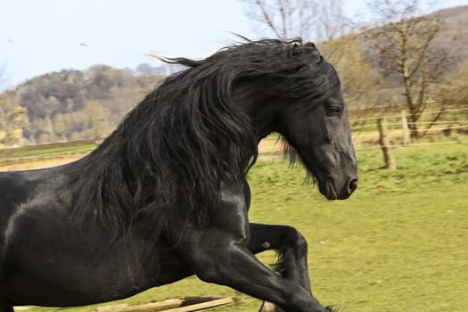 Frisian