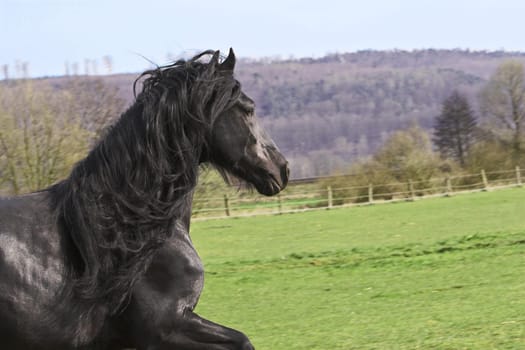 Frisian