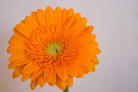 Gerbera