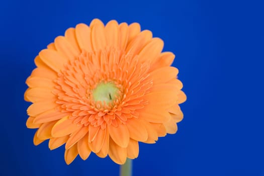 Gerbera
