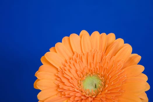 Gerbera