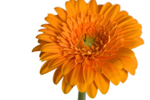 Gerbera