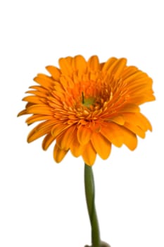 Gerbera