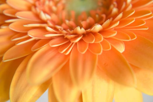 Gerbera
