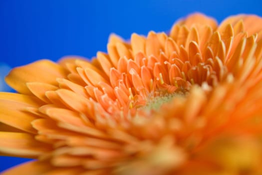 Gerbera