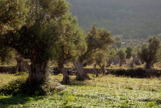 Olive plantation