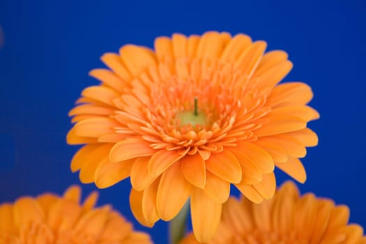 Gerbera