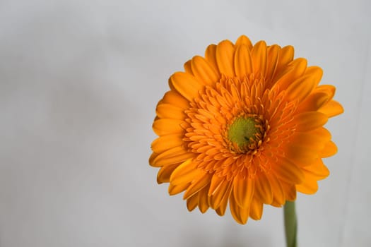 Gerbera