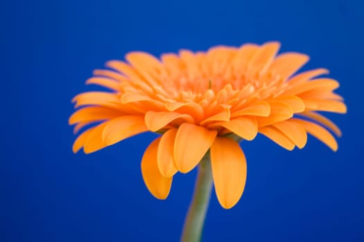 Gerbera
