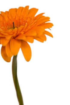 Gerbera