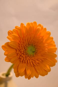 Gerbera