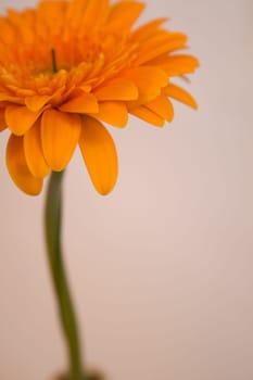 Gerbera