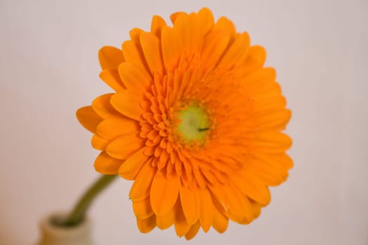 Gerbera