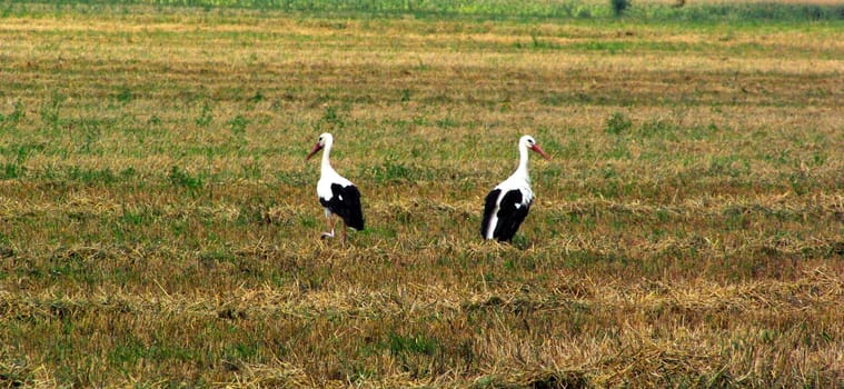 Stork 02