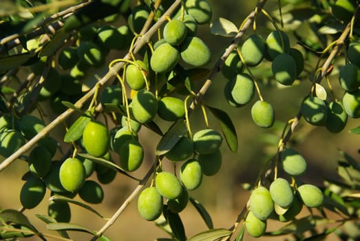 Olive 01