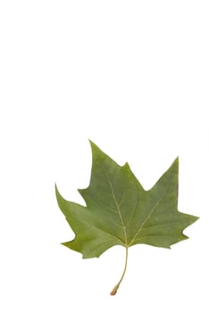 Maple leaf