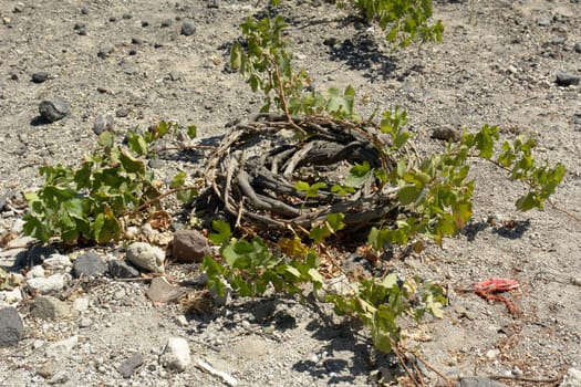 Greek wine