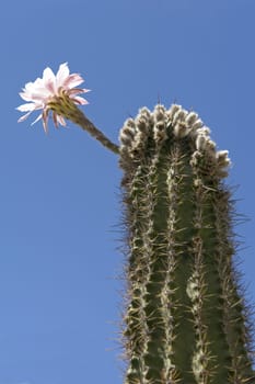 Cactus flower