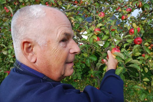 Apple Harvest