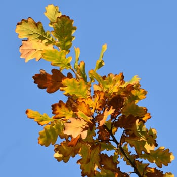 Yellow oak leaves on tree branch in autumn