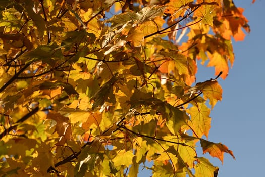 Yellow maple leaves on tree branch in autumn