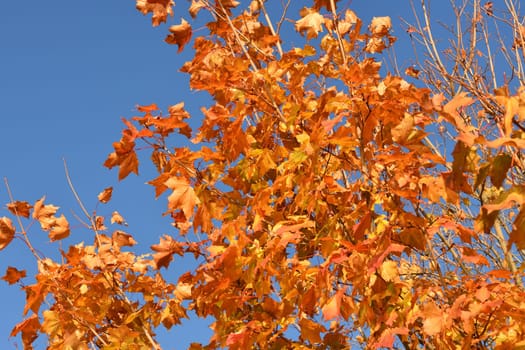 Red maple leaves on tree branch in autumn