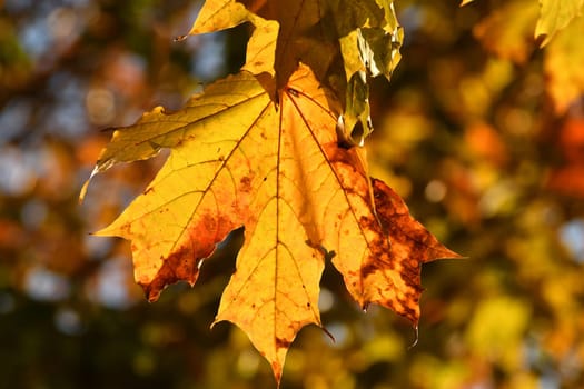 Yellow maple leaves on tree branch in autumn