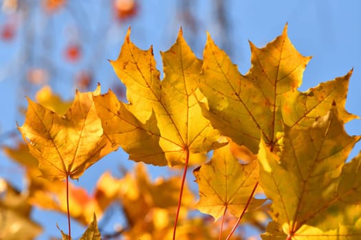 Yellow maple leaves on tree branch in autumn