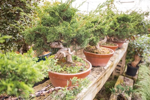 Bonsai in pots inside a plant nursery. Japanese plants. The concept for the catalog of ornamental plants.
