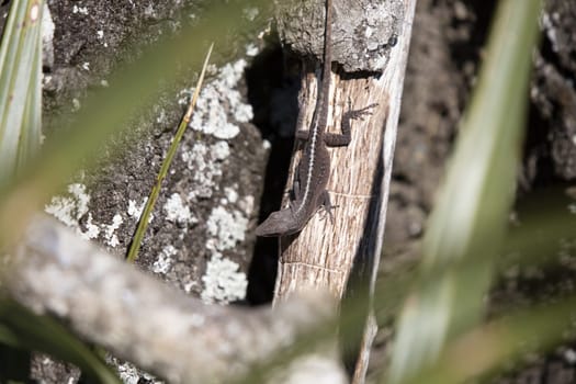 Brown-phase green anole (Anolis carolinensis) turning its head to look around as the rest of its body is completely still on a tree behind out of focus grass