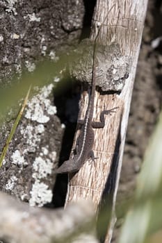 Brown-phase green anole (Anolis carolinensis) turning its head to look around as the rest of its body is completely still on a tree behind out of focus grass