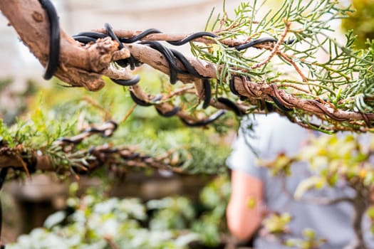 Guiding the branch of a bonsai with copper wire to simulate a tree