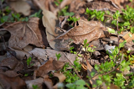 Northern cricket frog (Acris crepitans) sitting still on the ground